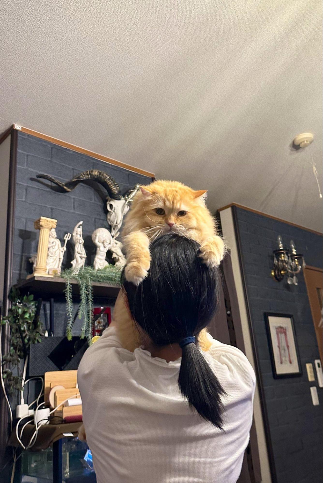 女の寝姿イタズラ 猫被ってる人どうかと思うわ！」と言い放った妻 爆笑の姿に…｜Infoseekニュース