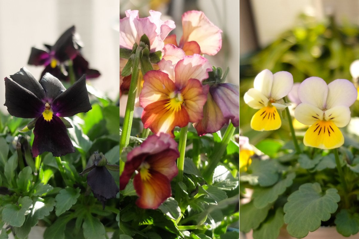 「ベランダがおしゃれに!」植えてよかった《個性派ビオラ》3選。冬~春ずっと咲く寒さに強い花〈実践レポート〉 神戸で栽培している花の写真とともに ...