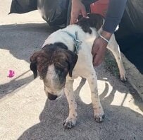 「安楽死まであと1日」重い病を患った野良犬　救助隊の手によって奇跡的復活を遂げる物語に感動「愛がすべてを変える」「ヒーロー！」