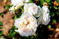 【ガーデニング】バラの植え付けと植え替えのコツ　育てやすいオススメ品種も紹介