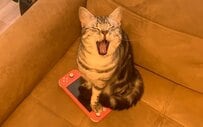 飼い主のゲームをやめさせたい猫に反響「可愛すぎます」