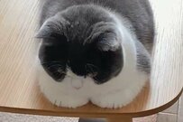 猫さんの独特な「おててないない」にX民が悶絶！1万4000件超のリアクション