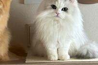 「行ってきます」と言われた猫　後ろ髪を引かれる光景に2万いいね