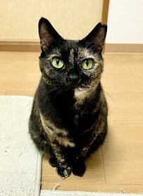 寒くなる前と後の元保護猫　デレデレなビフォアフに「かわいい」「甘えたさん」反響続々