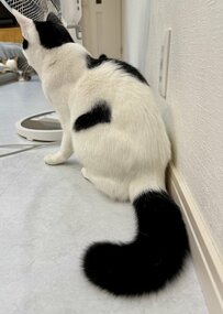 【レアショット】クモを見つけた猫ちゃんの後ろ姿をよく見ると？！大きく膨らんだしっぽに３万いいね