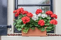 【秋のベランダガーデニング】マンションOK！今からプランターに植える育てやすい多年草6選