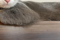 何か悩みがあるのかい？「相談に乗ってくれそうな猫」がかわいいとTwitterで話題に！