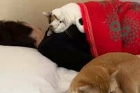 羨望の声続出　3匹の猫を引き寄せるママさん「みんな幸せそう」