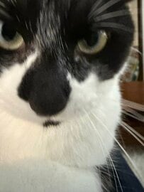 「何勝手に撮ってんねんの圧」撮ろうとしたらいきなり画面いっぱいに…近づいてきたハチワレ猫のドアップが愛らしい