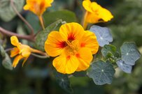 【寄せ植えガーデニング】ナスタチウム（金蓮花）がもっと輝く！いっしょに寄せ植えしたい植物3選」