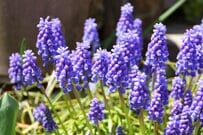 植えっぱなし&ほぼほったらかしOK！可憐なブルーの花が可愛い〈ムスカリ〉今が植えどきです。初心者にもおすすめの春花壇の名脇役！