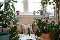 【観葉植物】秋のリビングをカフェ風に！たたずまいが魅力的な〈観葉植物8選〉