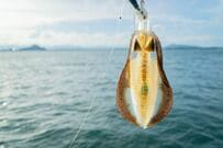 神奈川県・相模湾で釣ったアオリイカ　記念撮影時に起きた「コントのようなハプニング」に笑ってしまう