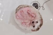 プカプカ～湯船に浮かぶまん丸なハリネズミさんにホッコリ「もふもふが水を吸収してる」「お利口さん」の声