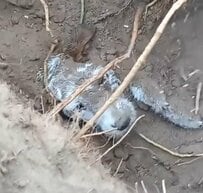 家から脱走した犬→“ウサギの穴”で発見　胸が熱くなる救出劇に「嬉し涙」の声