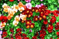 【ガーデニング】寒さに負けない！冬ガーデンをオシャレに彩る一年草おすすめ7選