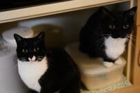 【最強の猫ちゃん？！】まるで“メンチを切っている”ような表情が可愛い！「イカ耳」にも注目