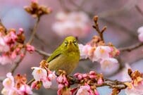 2月支給の年金「2023年度分最後」はウソ。6月支給分から改定へ