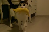 前髪柄の保護猫さんがバナナ屋になり…可愛い『失くし物』が話題