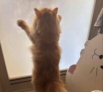 入浴中のママさんから「呼び出し」確認しに行くと…猫の思わぬ光景に1万6000いいね！