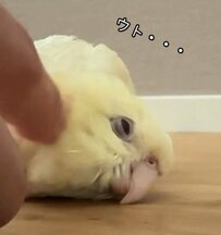 【気持ちよすぎて寝るインコ】カキカキからそのまま...ZZZうっかり眠ってしまったインコが話題