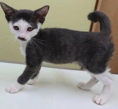 2ヶ月だった子猫が「立派な社会人」に！ちょびひげ＆ネクタイ姿で背筋を伸ばす猫の凛々しさが愛らしい