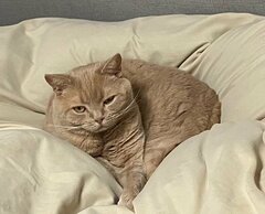 猫がお迎えに来ないと思ったら…→ユーモラスでかわいい「くつろいだ姿」に笑ってしまう