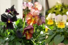 「ベランダがおしゃれに！」植えてよかった《個性派ビオラ》3選。冬～春ずっと咲く寒さに強い花〈実践レポート〉