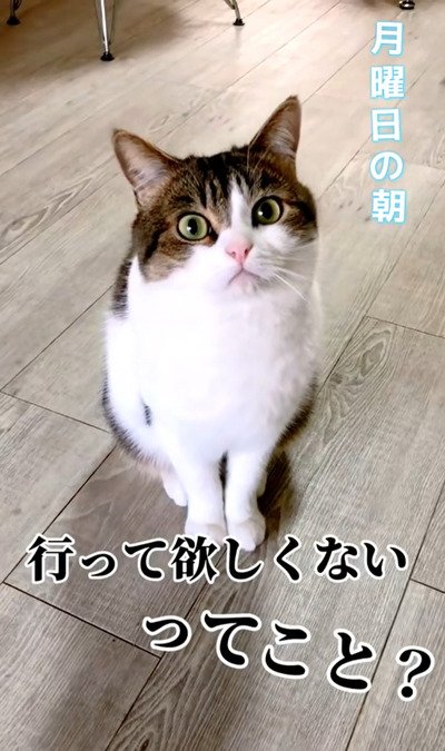 「行かないで」という顔をしているように見える、猫のこたろうくん