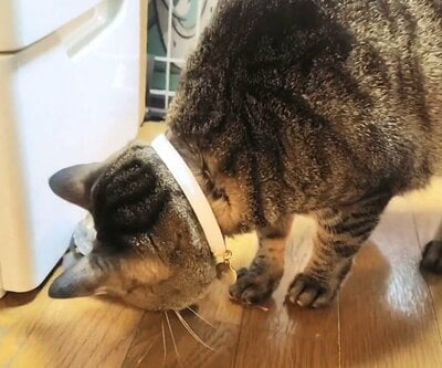 探し物なのか冷蔵庫の下をのぞき込む小雪ちゃん