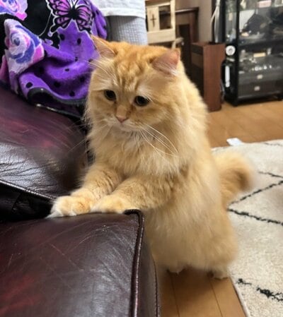 ソファに前足をかけ、じっと見上げるエマちゃん