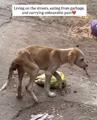 路上で痛みに耐えていた犬のペスト