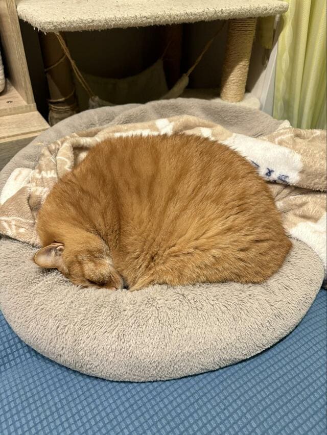 保護猫を起こそうと思ったら……　意外な事実の判明に笑ってしまう