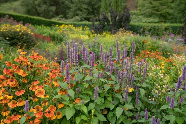 【初夏のガーデニング】ナチュラルでオシャレな庭になる！オススメの花7選、大人っぽい雰囲気が魅力