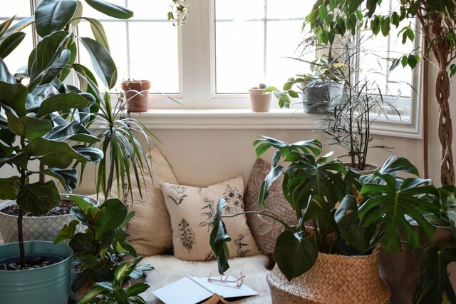 【観葉植物】秋のリビングをカフェ風に！たたずまいが魅力的な〈観葉植物8選〉