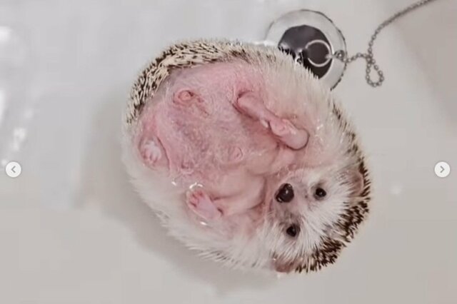 プカプカ～湯船に浮かぶまん丸なハリネズミさんにホッコリ「もふもふが水を吸収してる」「お利口さん」の声