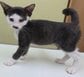 2ヶ月だった子猫が「立派な社会人」に！ちょびひげ＆ネクタイ姿で背筋を伸ばす猫の凛々しさが愛らしい