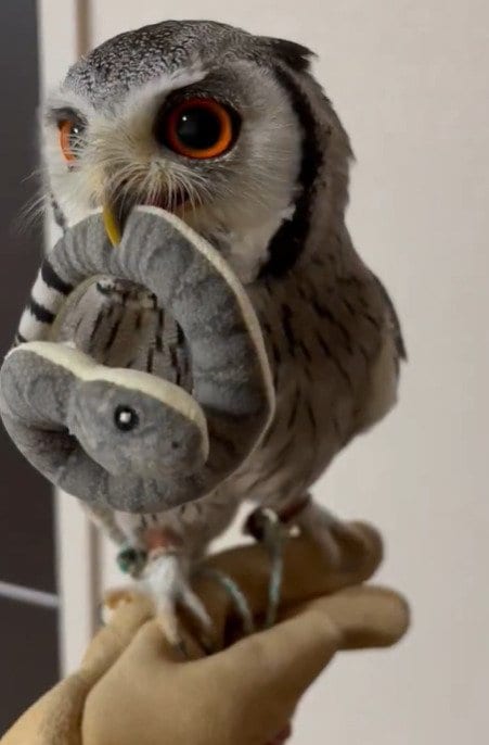 出所：@purinon2929k