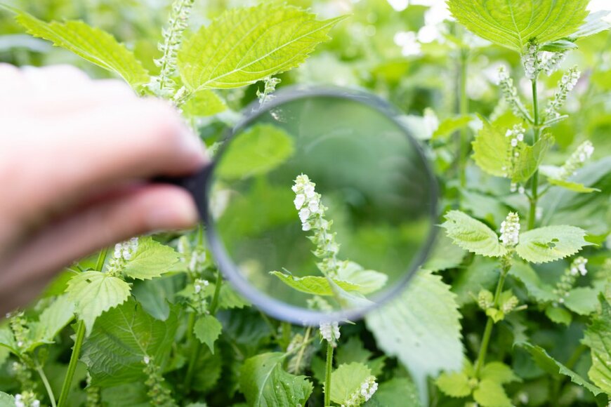 Purino/shutterstock.com