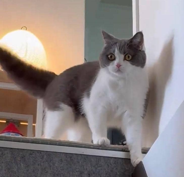 出所：@omochiomoching