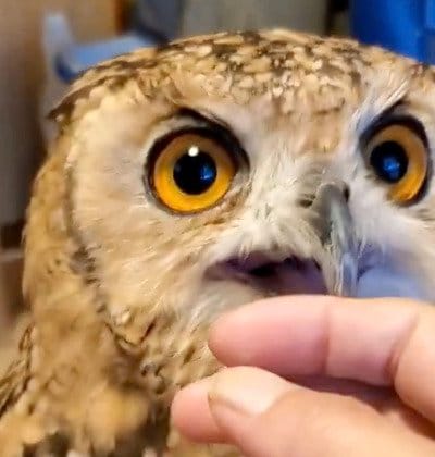 【飼い主とふれあうフクロウ】微笑んでいる！？甘噛みやナデナデが至福の時間！満足そうなフクロウの表情に癒される！