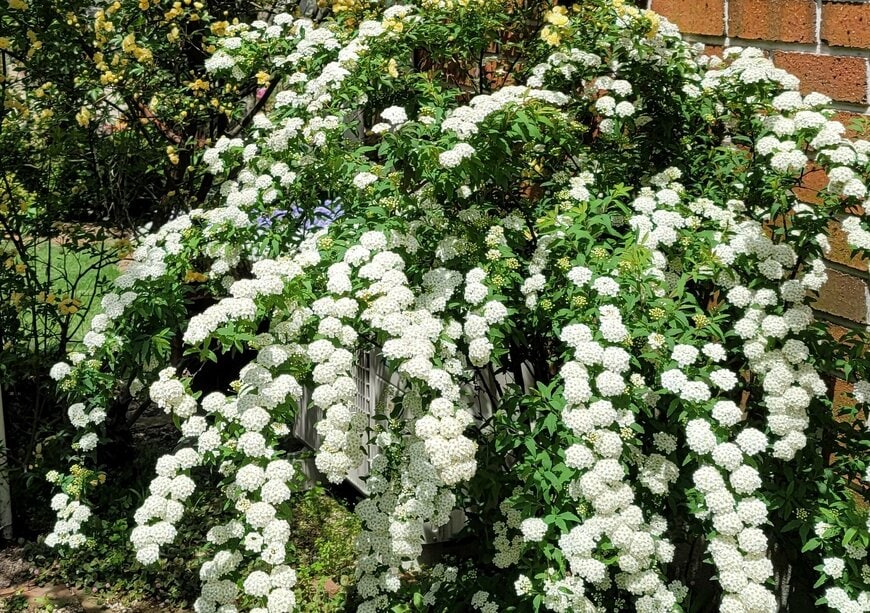 コデマリ／著者撮影