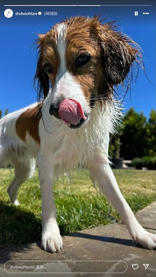 出所：大谷翔平のInstagramストーリーズ（＠shoheiohtani）参照日：2025年7月1日