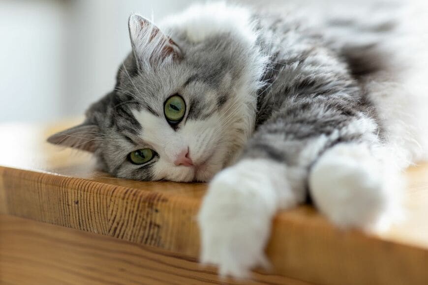 【ほぼ座れない？】猫と過ごす喫茶店を撮影　つい笑ってしまう光景に「ネコハラ最高」「ご褒美」