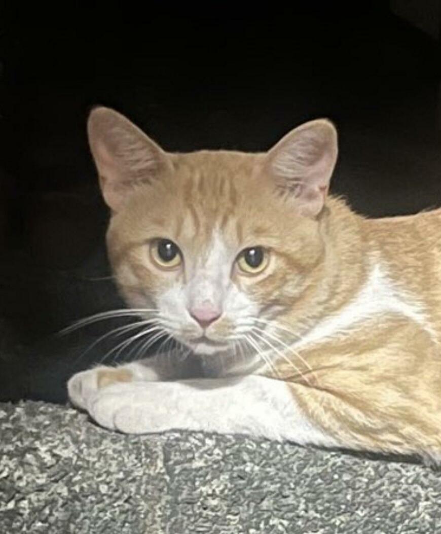 出所：@Neko2Obasan