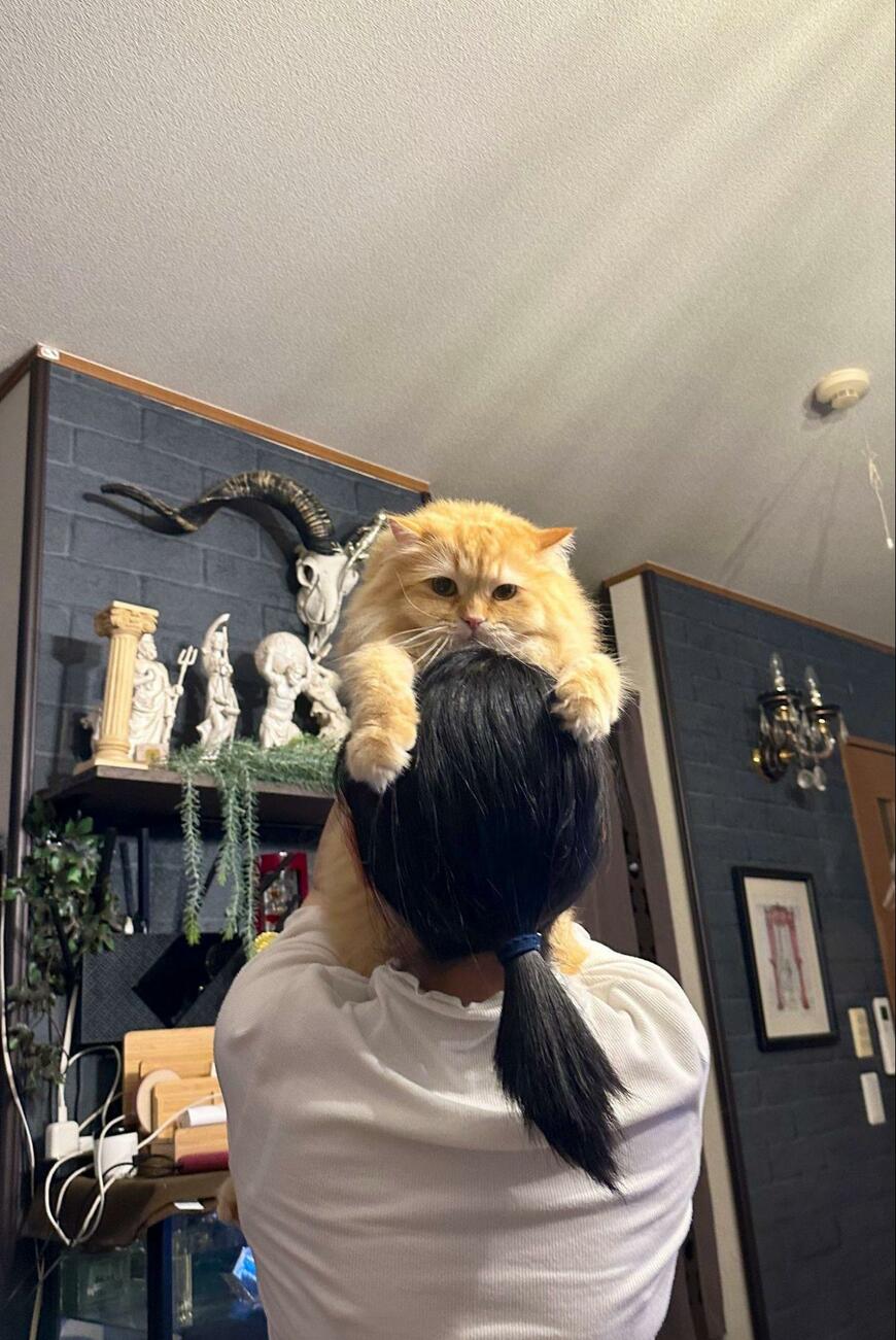 出所：@NEKOLAND13