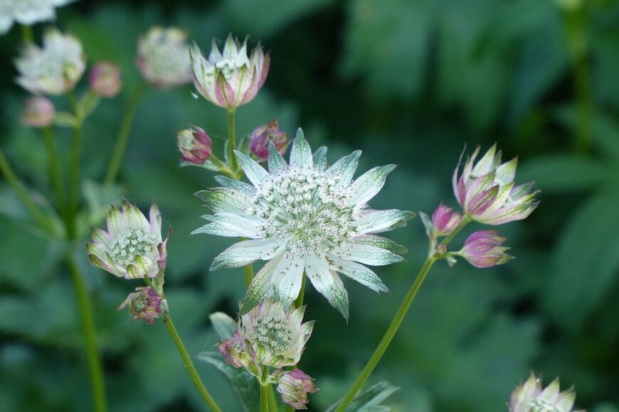 guentermanaus/shutterstock.com