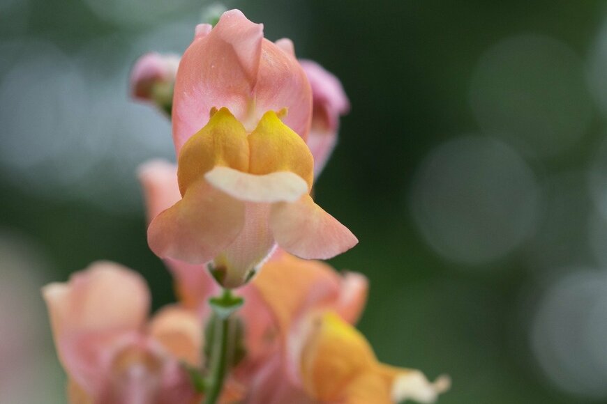 ouchi_iro/istockphoto.com