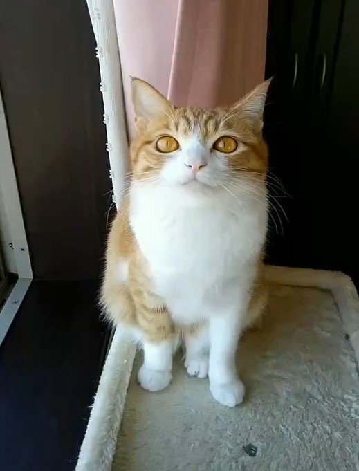 出所：@mero627puri914