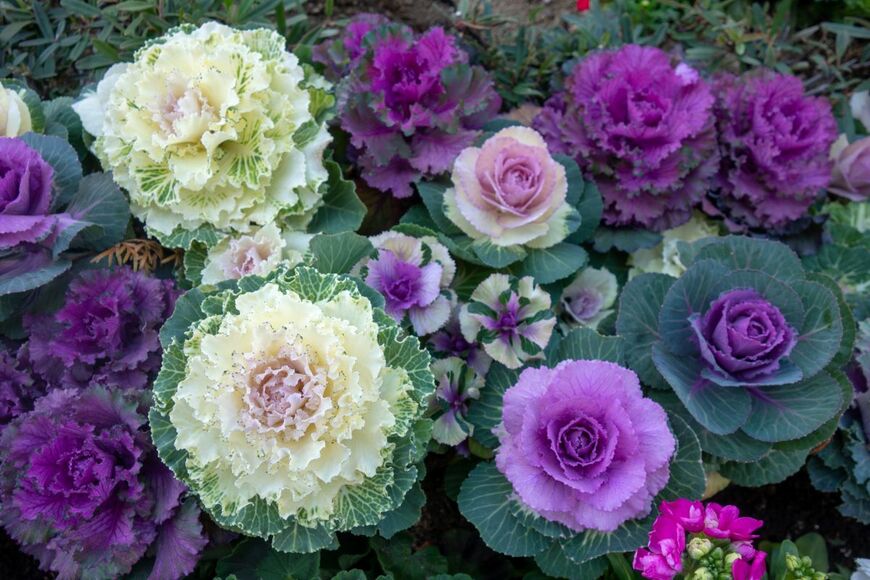 Aoi190/shutterstock.com